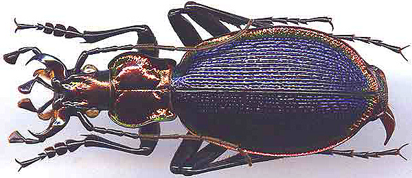 http://www.gorodinski.ru/carabus/Chaetocarabus arcadicus.jpg